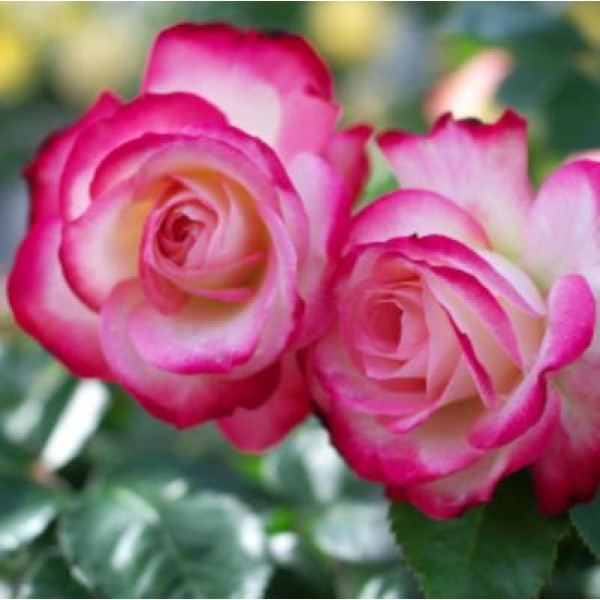 Rose Bicolor Plant